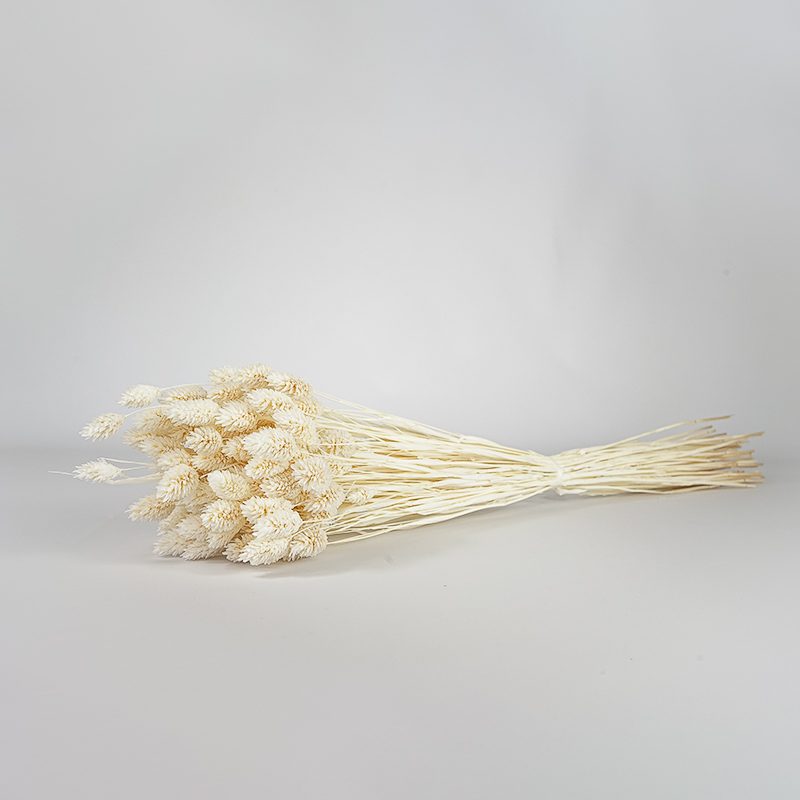 Suszony Phalaris (Kanar) | ok. 100 szt. | Biały - obrazek 4