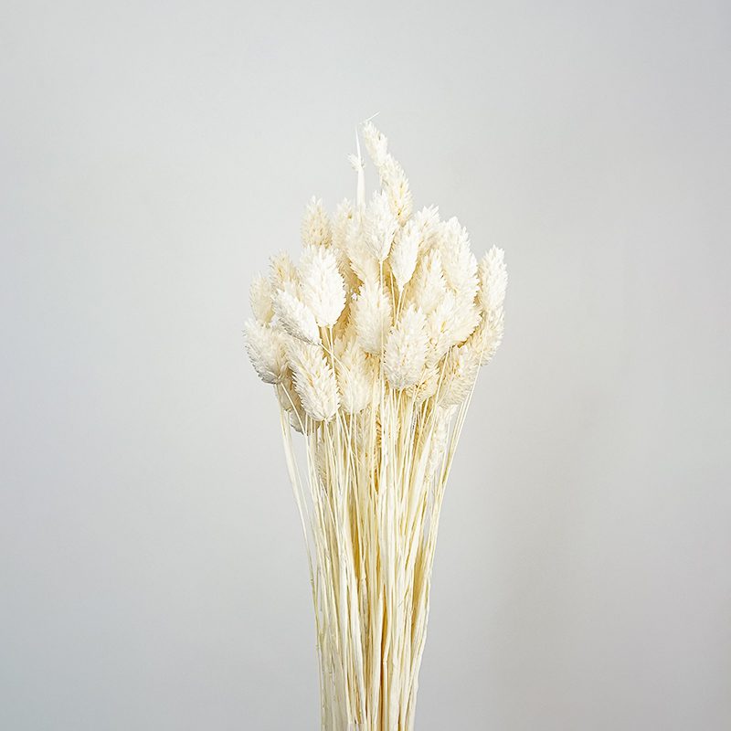 Suszony Phalaris (Kanar) | ok. 100 szt. | Biały - obrazek 2