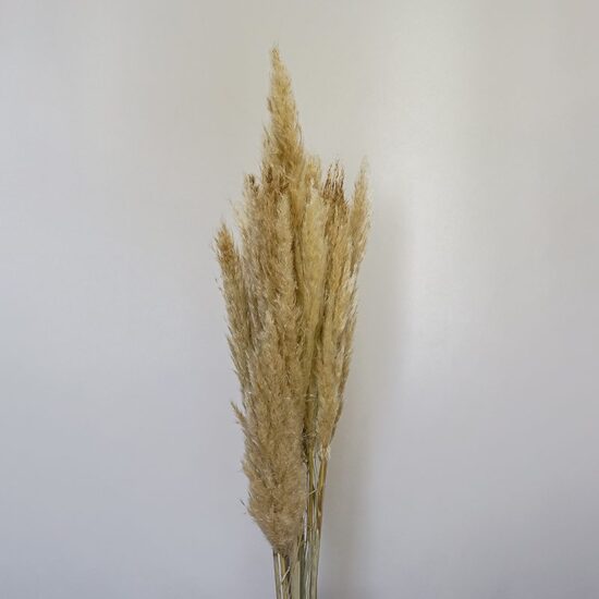 Trawa pampasowa | 90 cm | 10 szt. | Naturalna