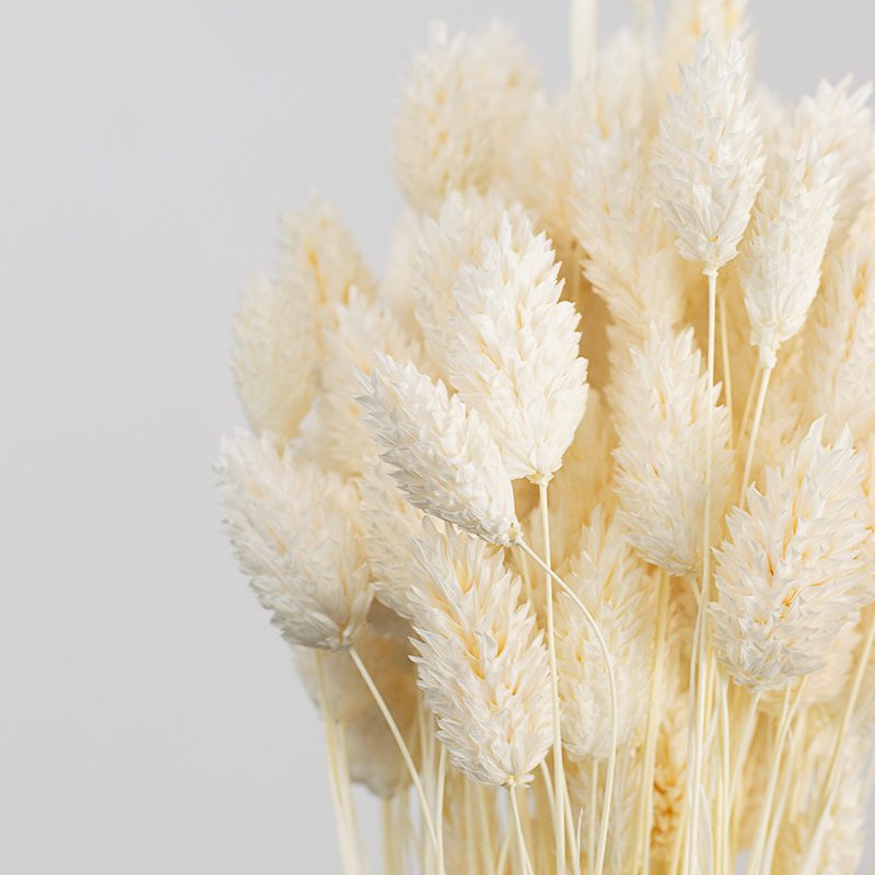 Suszony Phalaris (Kanar) | ok. 100 szt. | Biały