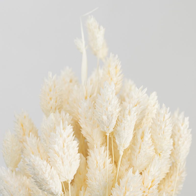 Suszony Phalaris (Kanar) | ok. 100 szt. | Biały - obrazek 3