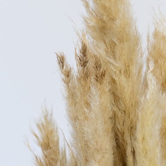 Trawa pampasowa | 90 cm | 10 szt. | Naturalna - obrazek 3