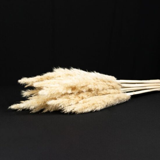 Trawa pampasowa | 90 cm | 10 szt. | Naturalna - obrazek 7