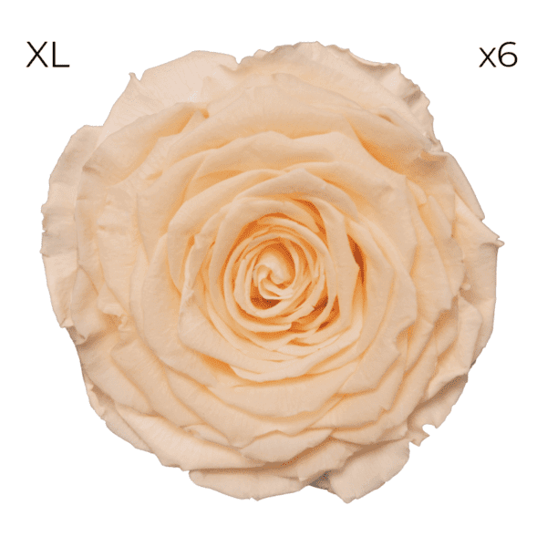 Róże stabilizowane RoseAmor XL | 6 szt. | Cha 99