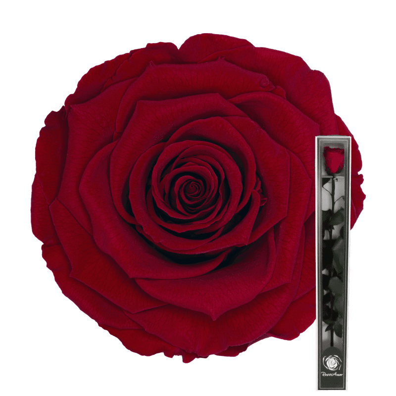 Róża stabilizowana z łodygą | 60cm | 1 szt. | Red 02