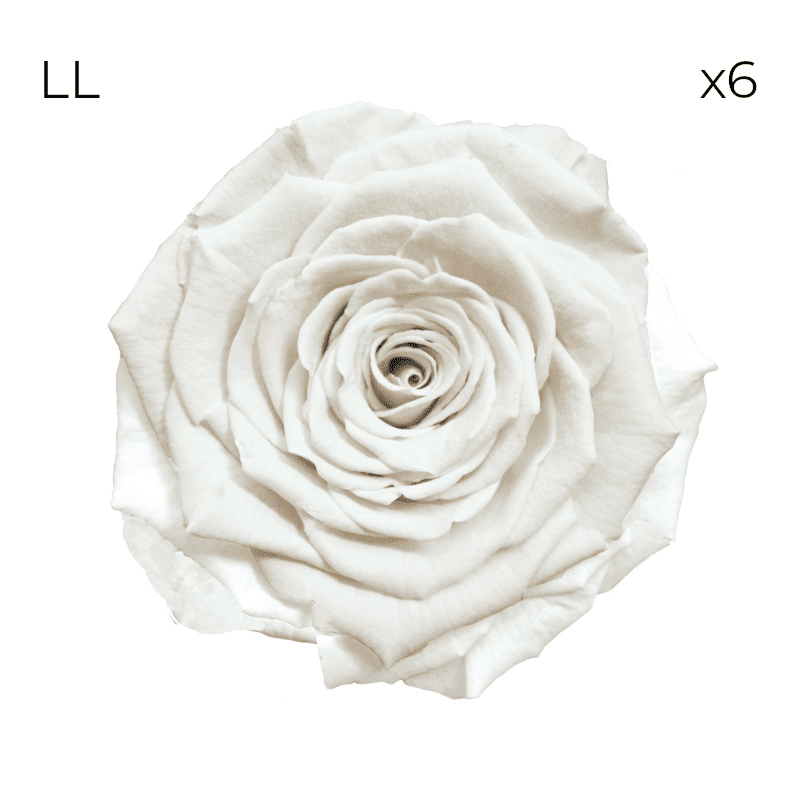 Róże stabilizowane RoseAmor LL | 6 szt. | Whi 01