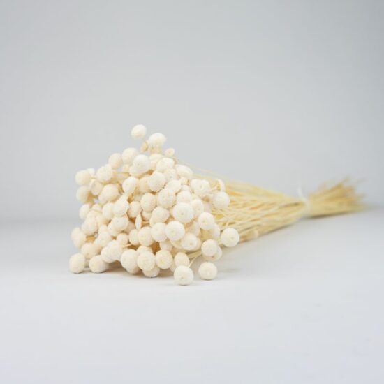 Suszone Botao | ok. 130 szt. | 100 gr. | Biały
