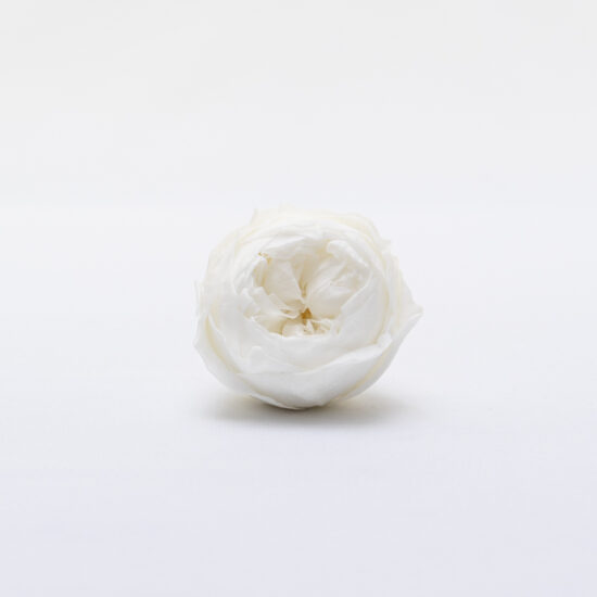 Piwonie stabilizowane RoseAmor | 6 szt. | Whi 01 - obrazek 2