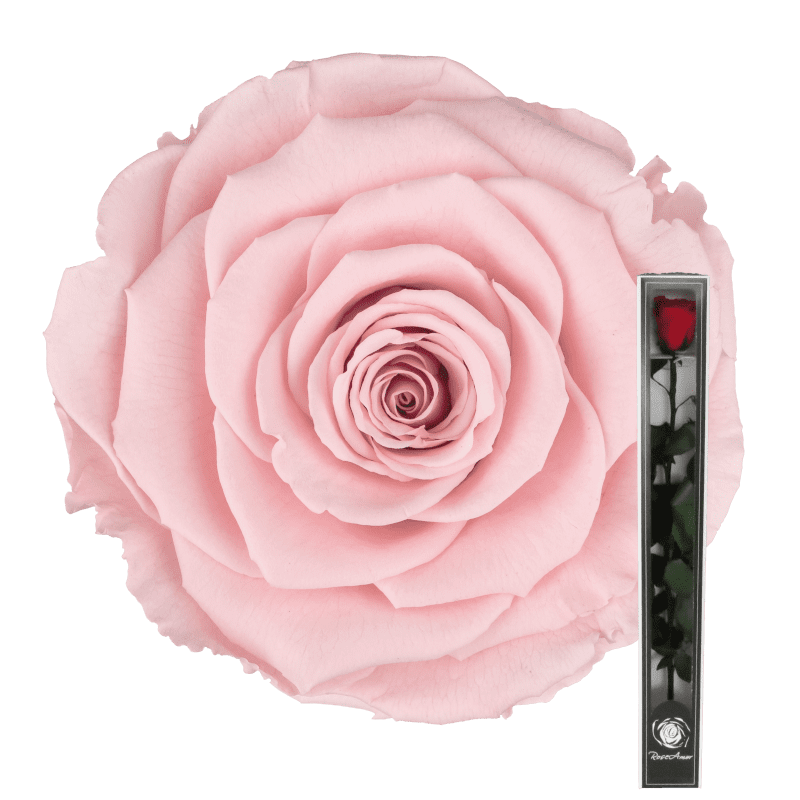 wieczna róża różowa