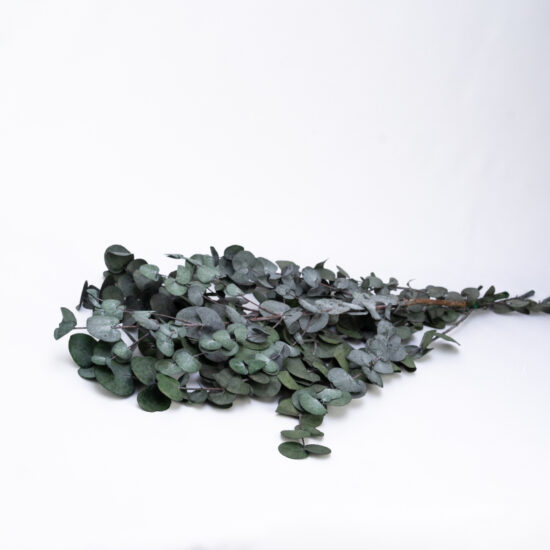 Eukaliptus stabilizowany | CINEREA | 150 gr. | Zielony - obrazek 3