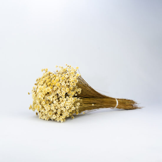Suszona Glixia | 100 gr. | ok. 350 szt. | Beżowa