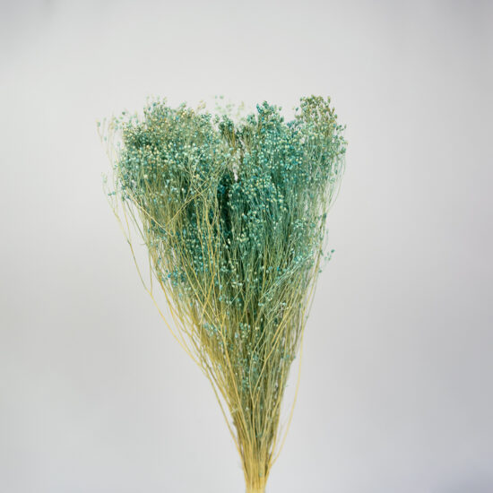 Suszony Broom Bloom | bukiet 100 gr. | Błękitny
