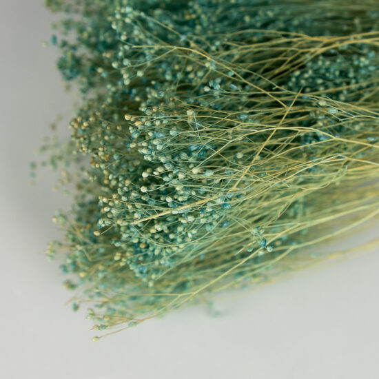 Suszony Broom Bloom | bukiet 100 gr. | Błękitny - obrazek 4