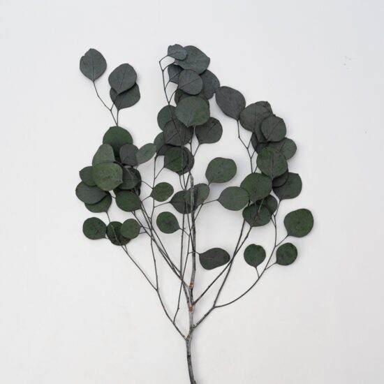 Eukaliptus stabilizowany | POPULUS | 150 gr. | Zielony - obrazek 3