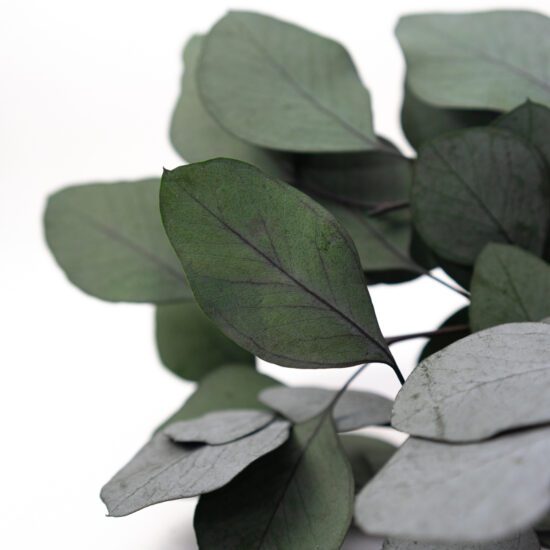 Eukaliptus stabilizowany | POPULUS | 150 gr. | Zielony