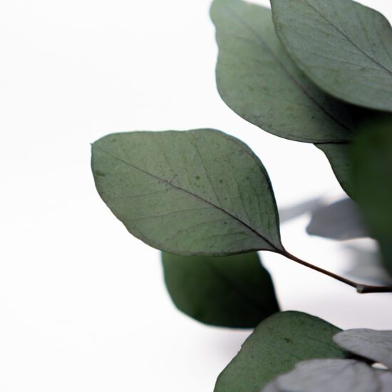 Eukaliptus stabilizowany | POPULUS | 150 gr. | Zielony - obrazek 4