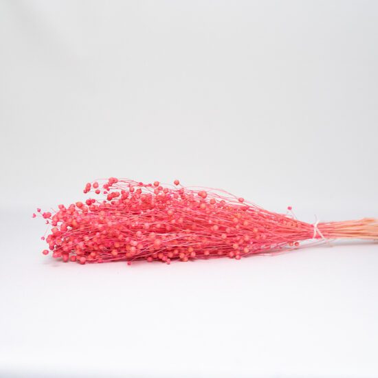 Suszony Len | 100 gr. | Różowy | ok. 40 gałązek - obrazek 2