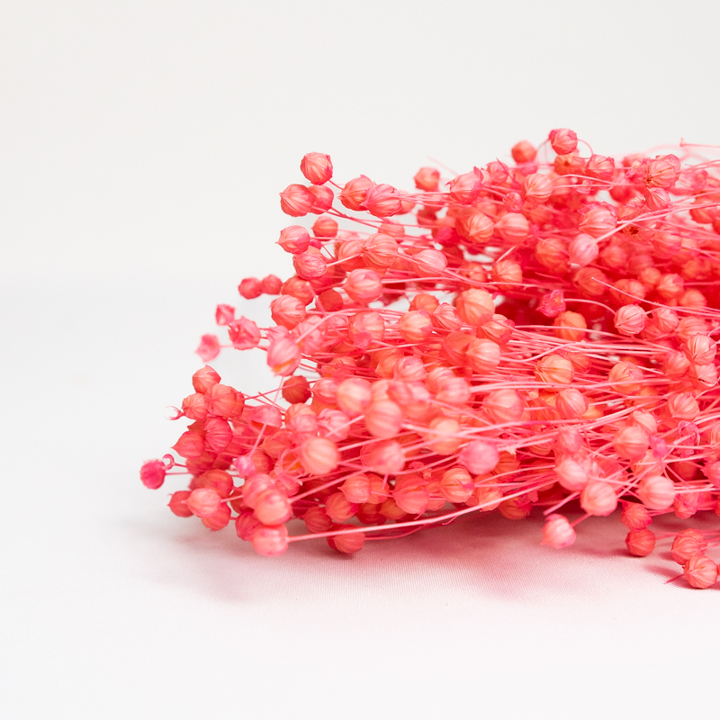 Suszony Len | 100 gr. | Różowy | ok. 40 gałązek