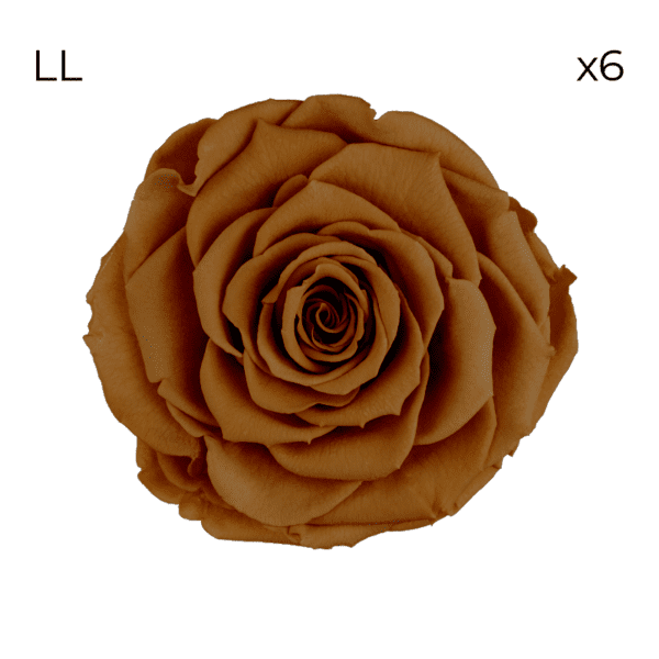 Róże stabilizowane RoseAmor LL | 6 szt. | Toffee 02