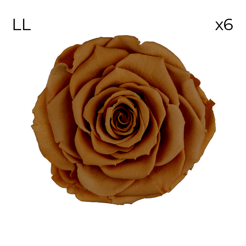 Róże stabilizowane RoseAmor LL | 6 szt. | Toffee 02