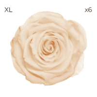 Róże stabilizowane RoseAmor XL | 6 szt. | Cha 89